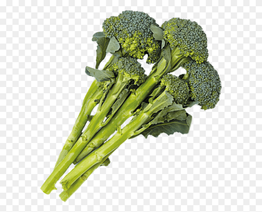 588x622 Brócoli Png / Vegetales Hd Png