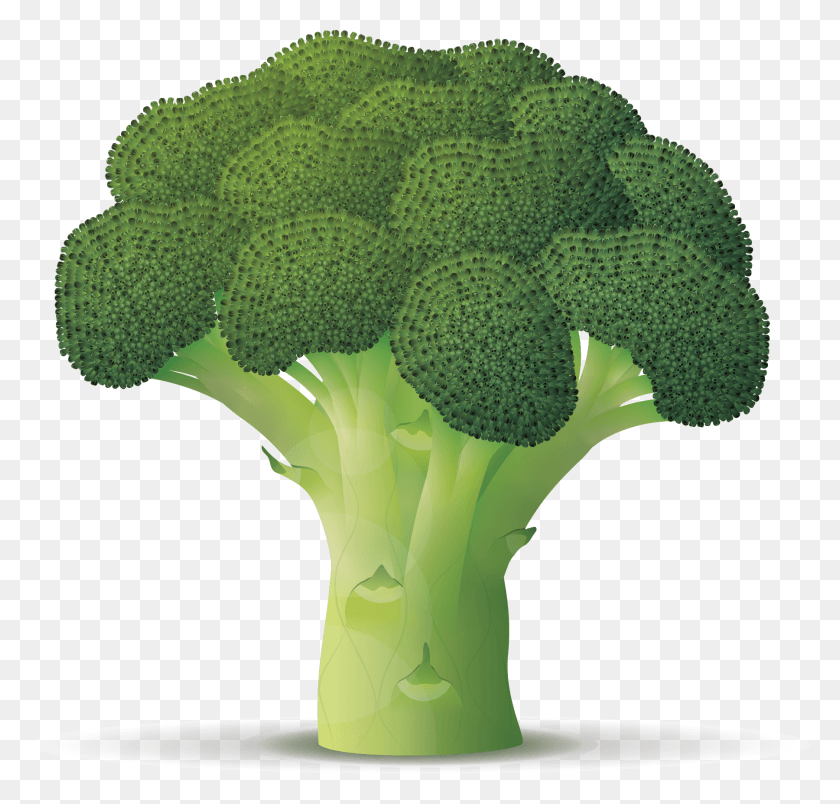 1800x1719 Broccoli Branch Broccoli Contains, Vegetable, Plant, Food HD PNG Download
