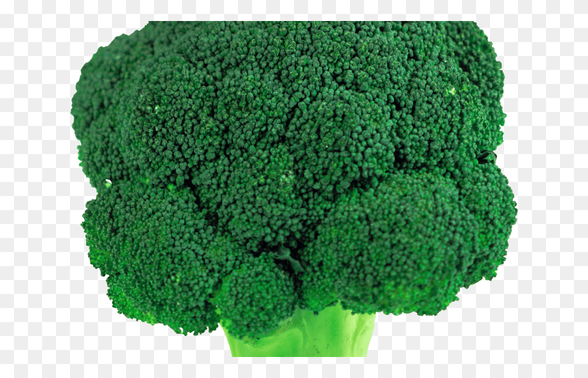 640x480 Broccoli Clipart Transparent Background Broccoli, Plant, Vegetable, Food HD PNG Download