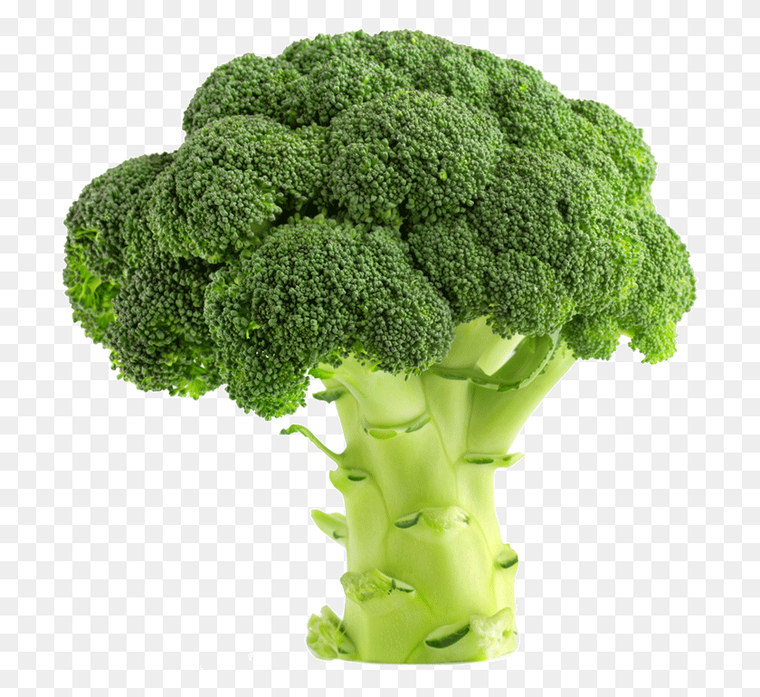 705x710 Broccoli Is Scientifically Known As Brassica Oleracea Plants Grow In Loam Soil, Plant, Vegetable, Food HD PNG Download