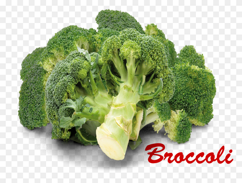 1569x1159 Broccoli Names, Plant, Vegetable, Food HD PNG Download