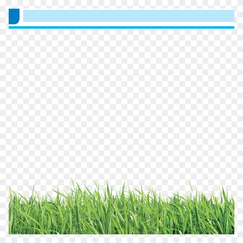 2362x2362 Brochure School Grass Lawn Meadow Image With Border For Brochure, Plant, Word HD PNG Download