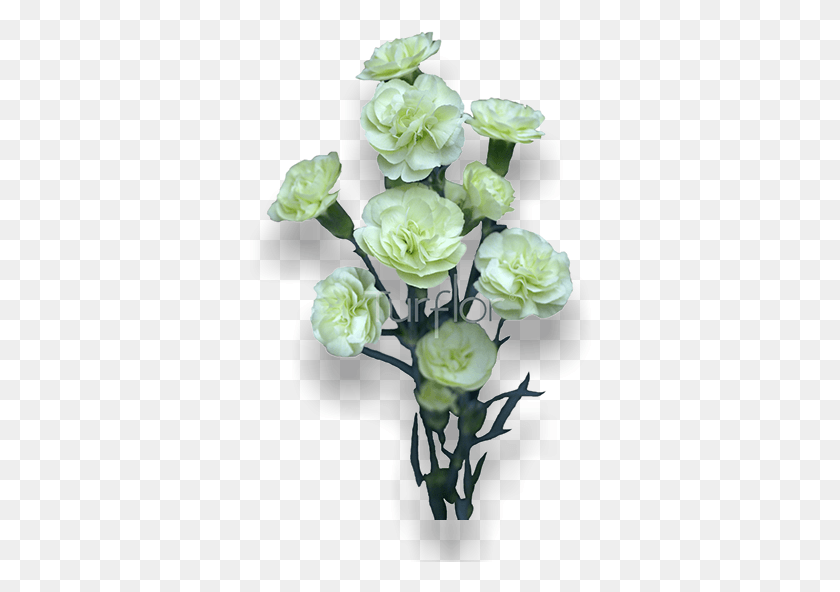 345x532 Brocoli Garden Roses, Graphics, Plant HD PNG Download