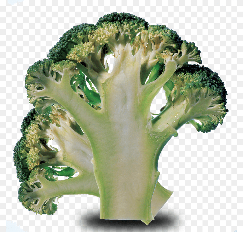 800x800 Brocolli Broccoli, Food, Plant, Produce, Vegetable Clipart PNG