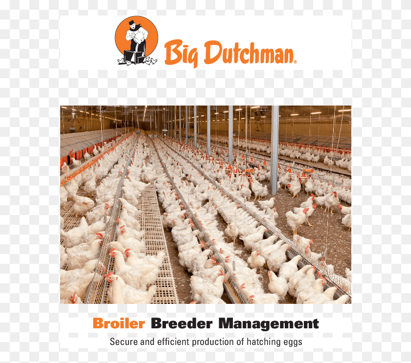 596x683 Broiler Breader Management Big Dutchman Egg Collection System, Animal, Bird, Poultry Descargar Hd Png