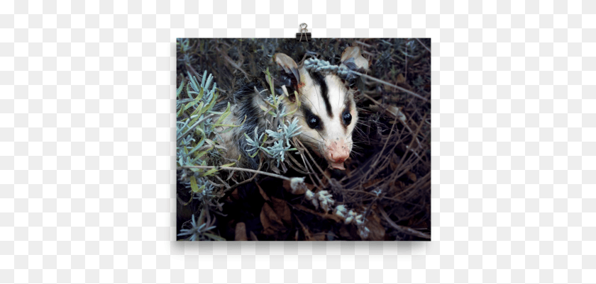 386x341 Brokkoli Poster Badger, Wildlife, Animal, Mammal HD PNG Download