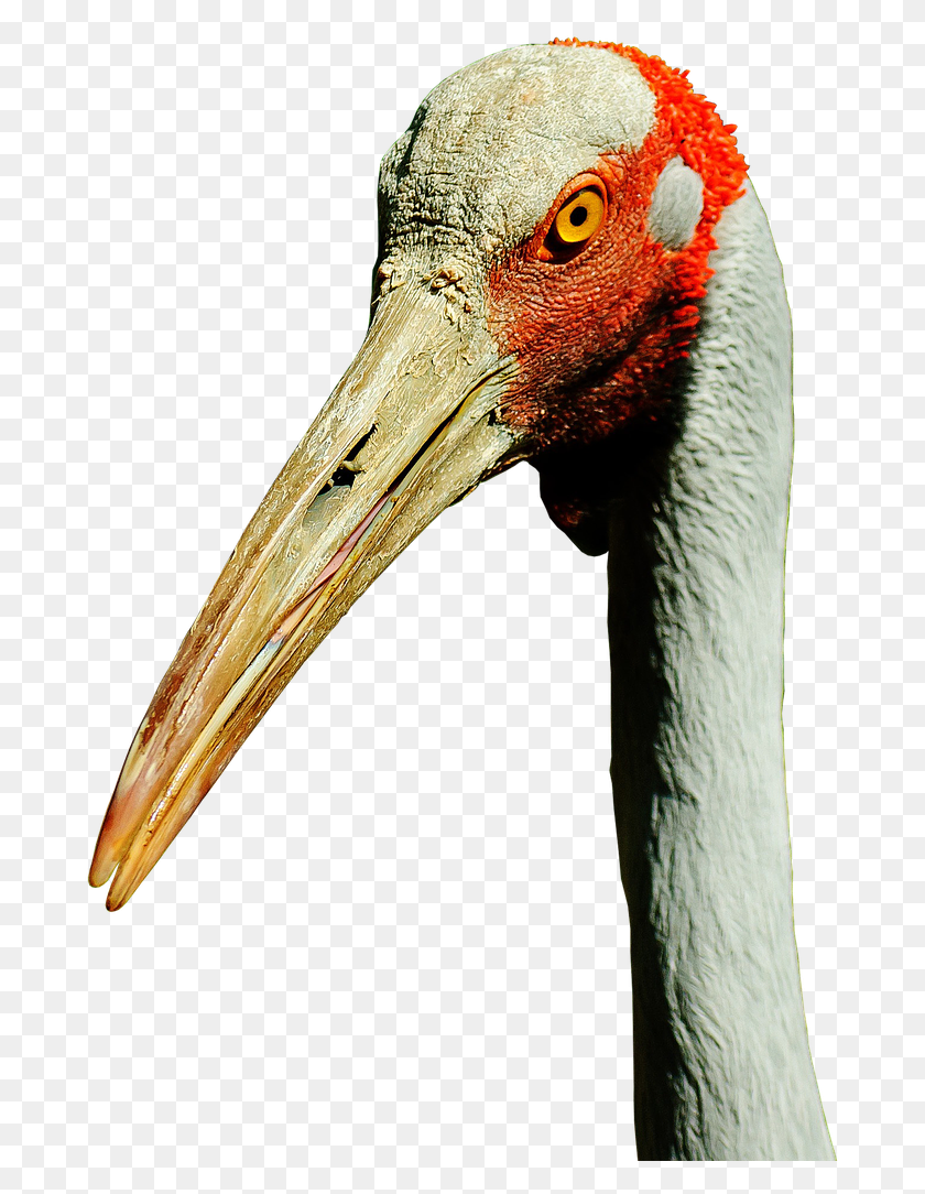 687x1024 Brolgaaustralian Birdbird Crane Bill, Bird, Animal, Beak HD PNG Download