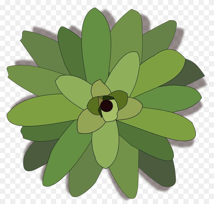 Bromelia, Dahlia, Daisy, Flower, Green Transparent PNG