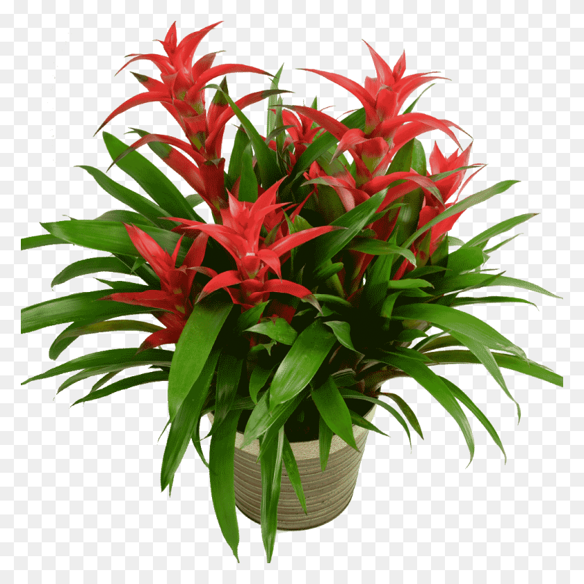1024x1024 Bromeliad Plant Bromelia, Flower, Blossom, Flower Arrangement HD PNG Download