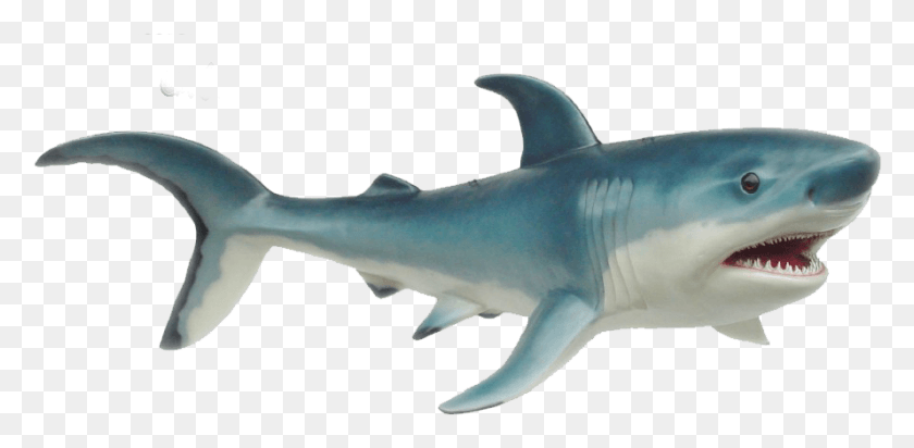 889x402 Bronze Hammerhead Shark, Sea Life, Fish, Animal HD PNG Download