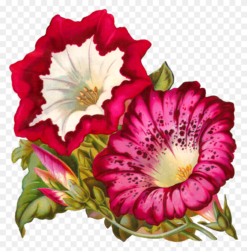 1468x1494 Оживший В Очень Красивом Цветке Картина Утренняя Слава, Растение, Цветение, Пыльца Png Скачать