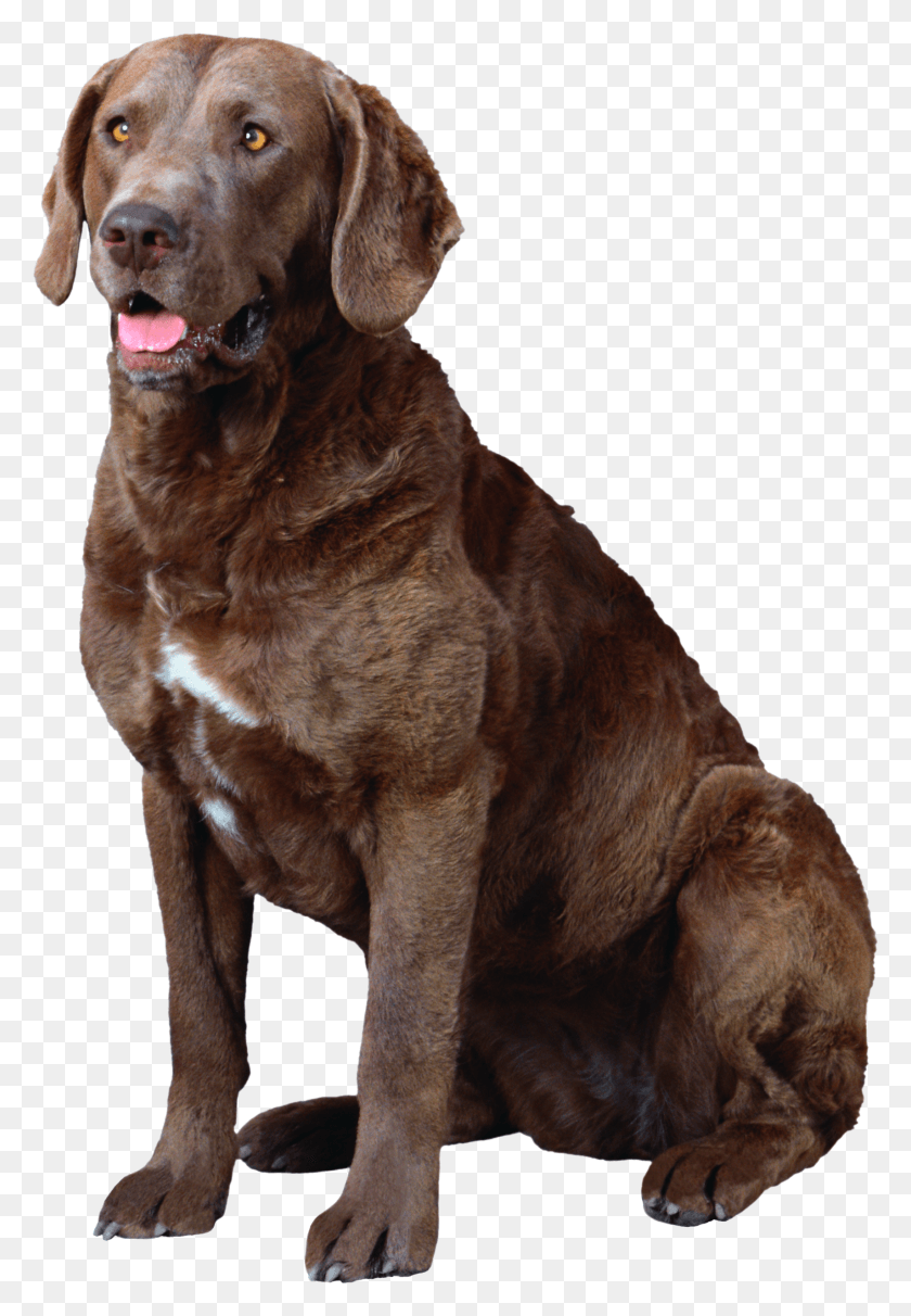 1710x2526 Brown And White Chesapeake Bay Retriever, Dog, Pet, Canine HD PNG Download