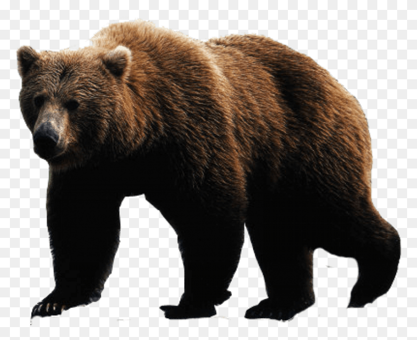 850x683 Brown Bear Image Bear, Wildlife, Mammal, Animal HD PNG Download