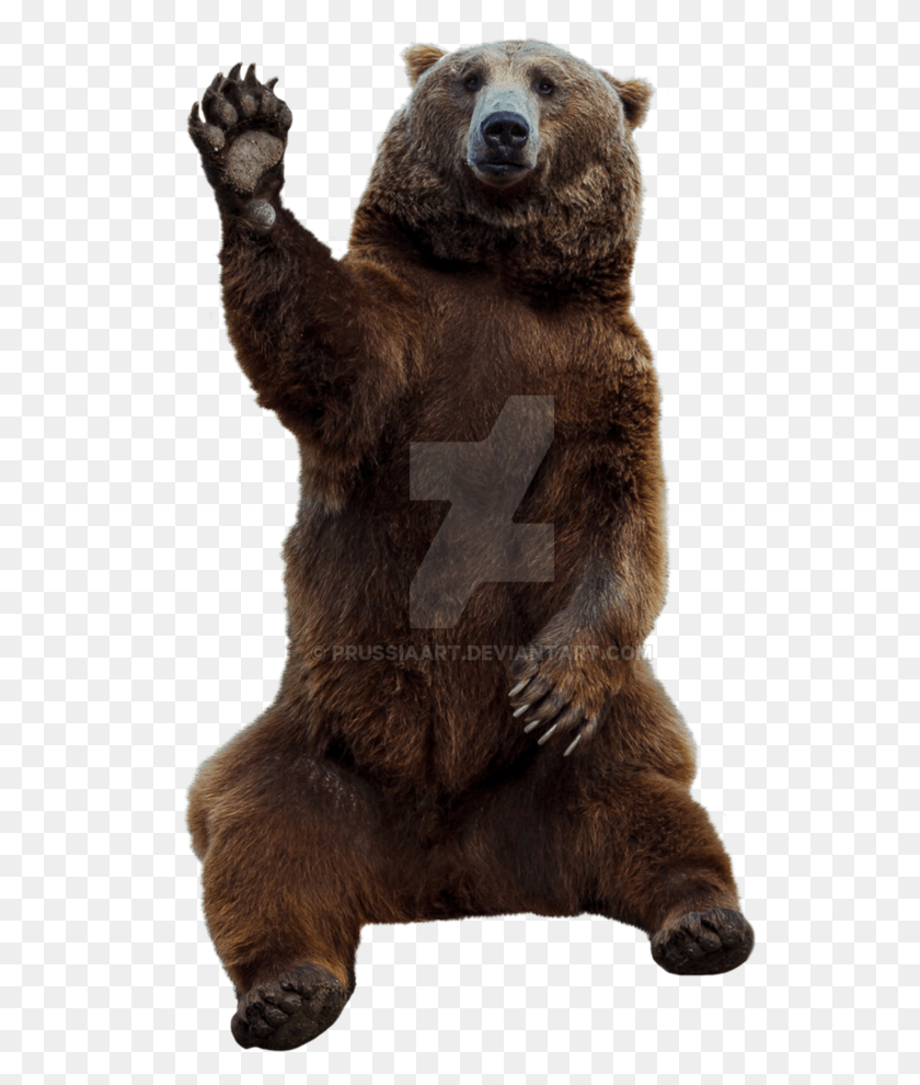 560x930 Бурый Медведь На Прозрачном Фоне, Бурый Медведь, Дикая Природа, Млекопитающее Hd Png Скачать