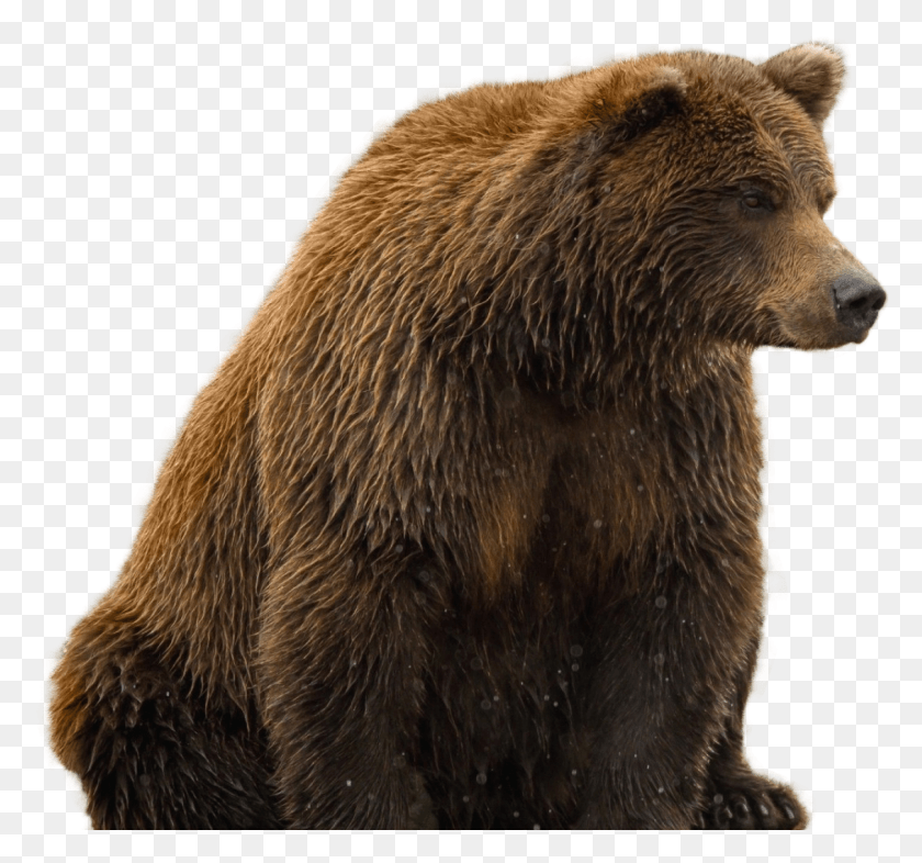 1404x1307 Brown Bear Transparent Background, Brown Bear, Wildlife, Mammal HD PNG Download
