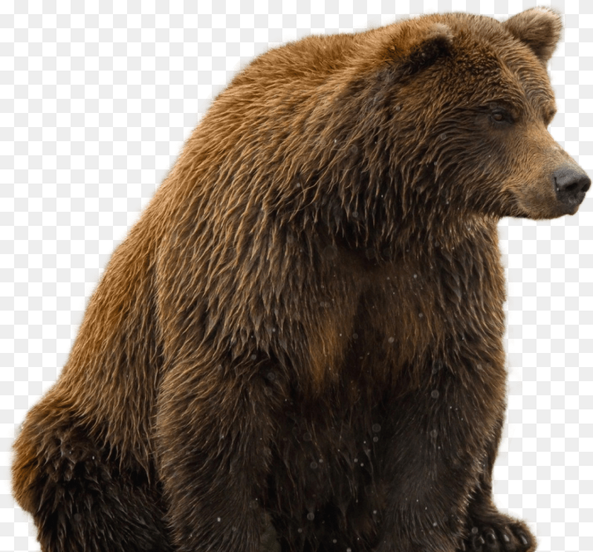 Brown Bear Transparent Background, Animal, Mammal, Wildlife, Brown Bear Clipart PNG
