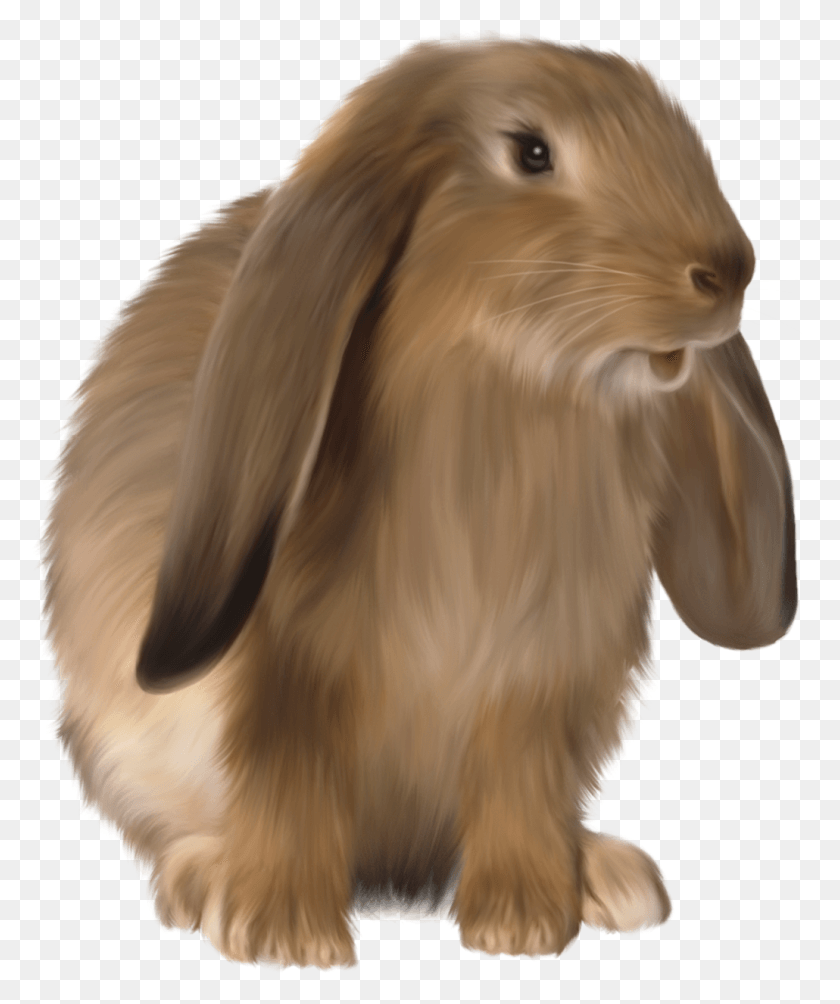1030x1247 Brown Bunny, Dog, Pet, Canine HD PNG Download