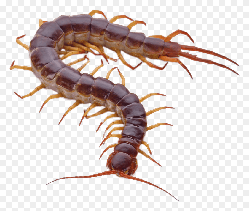 2643x2205 Brown Centipede With Orange Legs Centipede White Background, Animal, Invertebrate, Insect HD PNG Download
