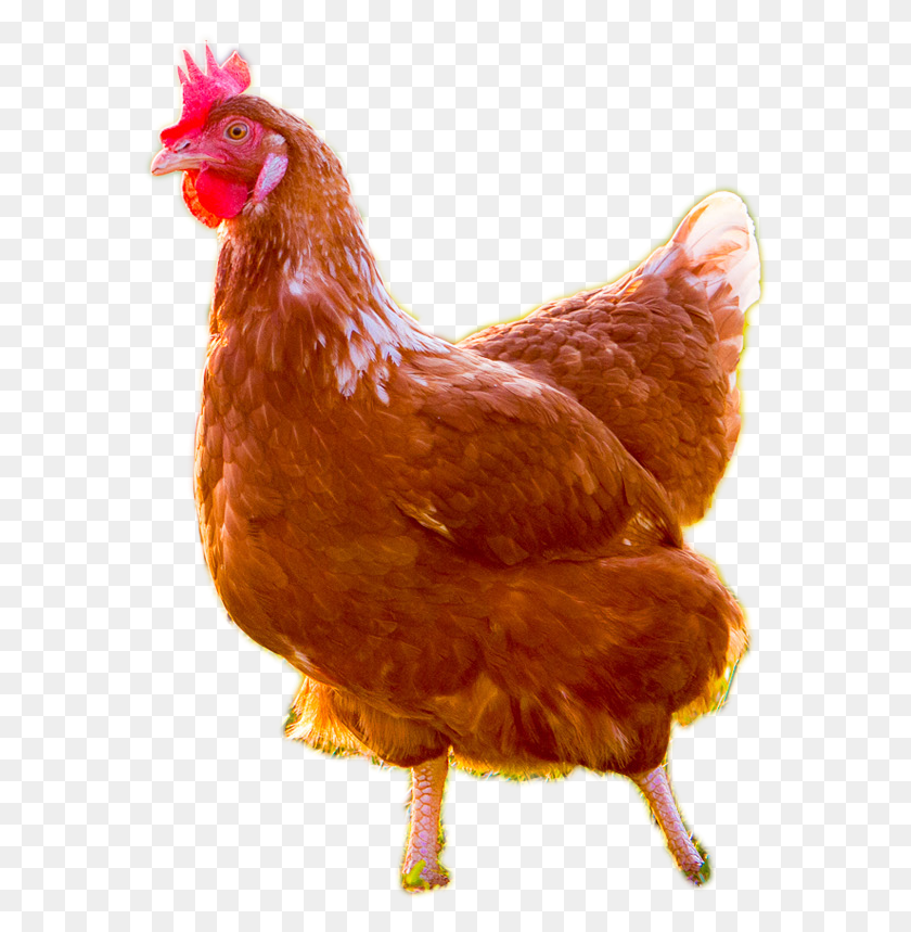 578x799 Pollo Png