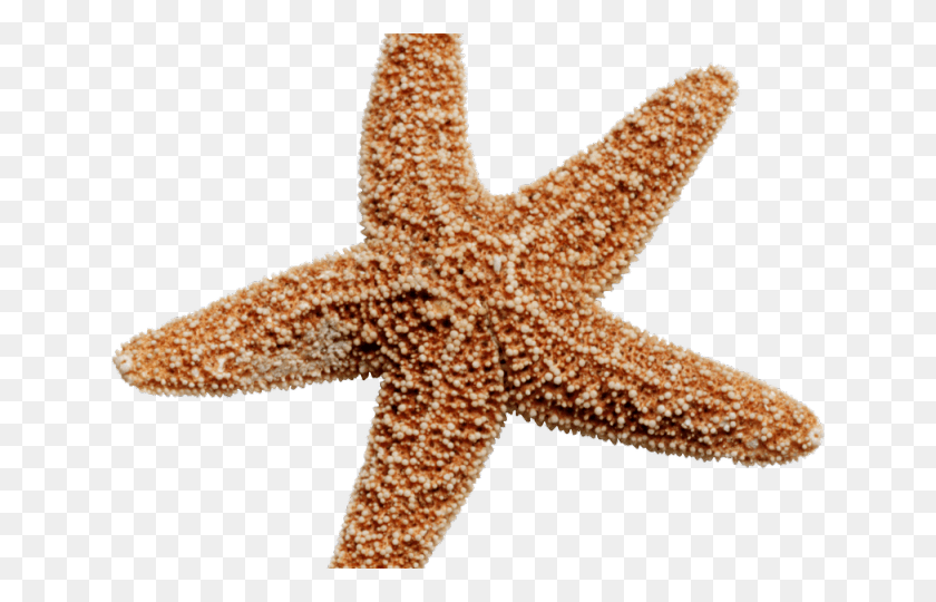640x480 Brown Clipart Starfish Star Fish No Background, Sea Life, Animal, Invertebrate HD PNG Download