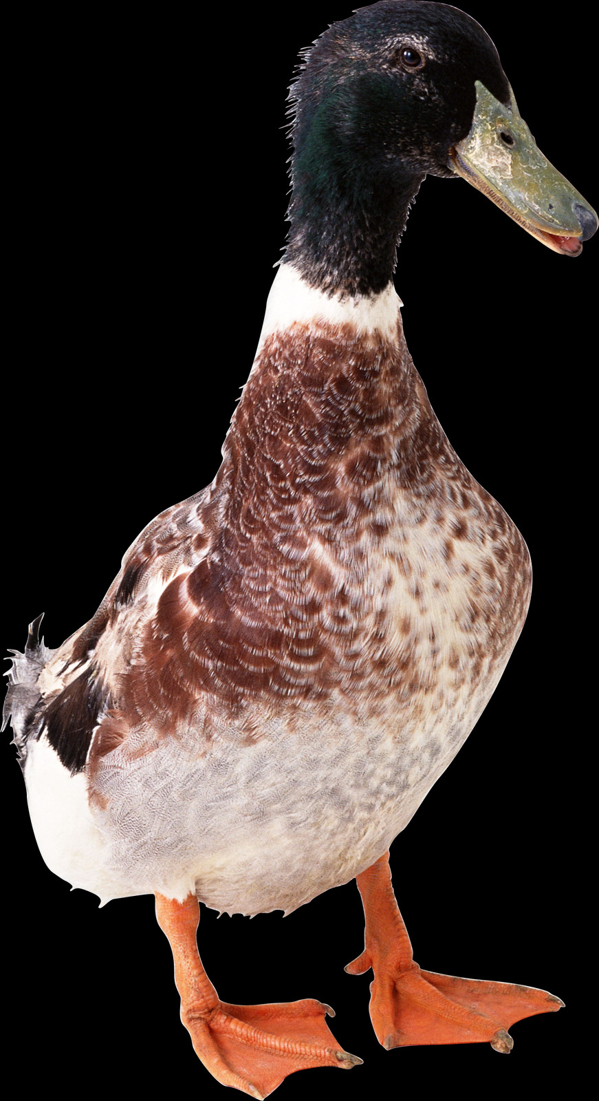 871x1600 Brown Color Duck, Bird, Animal, Chicken HD PNG Download