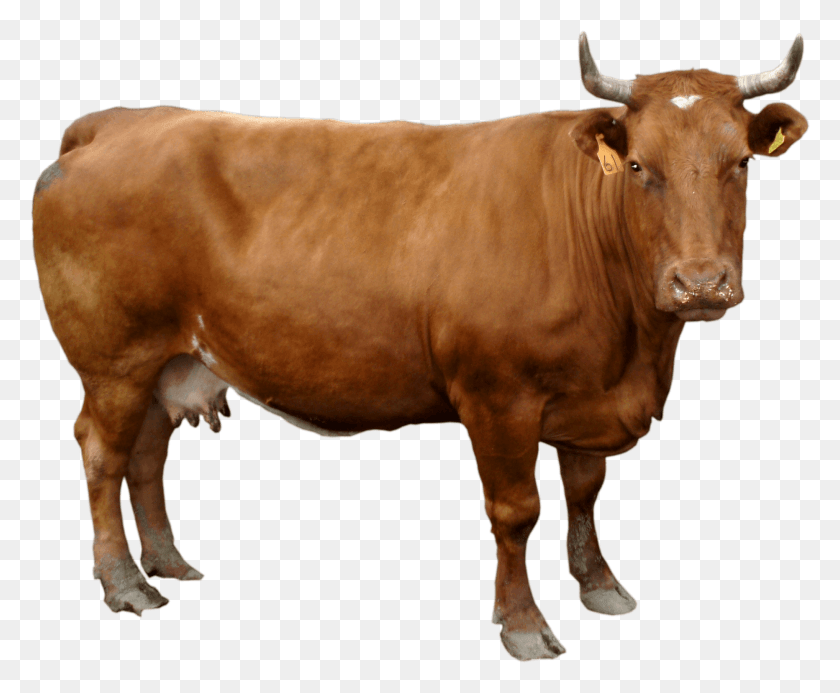 1864x1514 Коричневая Корова Корова, Крупный Рогатый Скот, Млекопитающее, Животное Hd Png Скачать