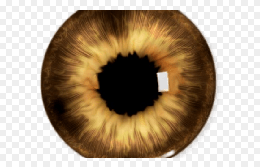 590x481 Brown Eyes Clipart Yellow Eye Picsart Eyes Lenses, Cat, Pet, Mammal HD PNG Download