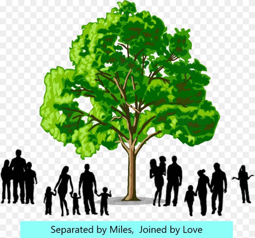 844x788 Brown Family Reunion July Softwood And Hardwood Trees, Oak, Plant, Sycamore, Tree Clipart PNG