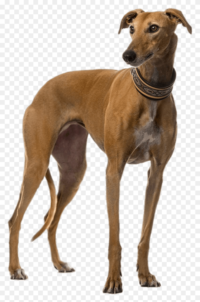 781x1210 Brown Greyhound Galgo Cachorro, Dog, Pet, Canine HD PNG Download