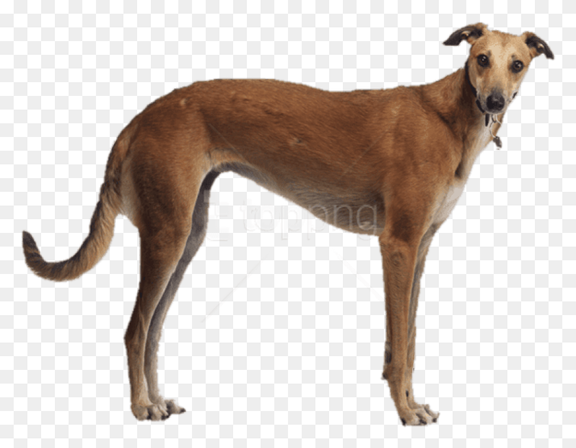 825x629 Brown Greyhound Side View Images Background Perro Galgo, Dog, Pet, Canine HD PNG Download