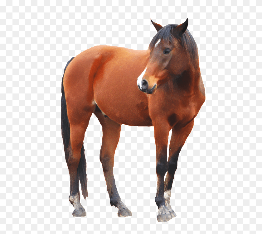 497x691 Brown Horse Horse Images With Transparent Background, Mammal, Animal, Colt Horse HD PNG Download