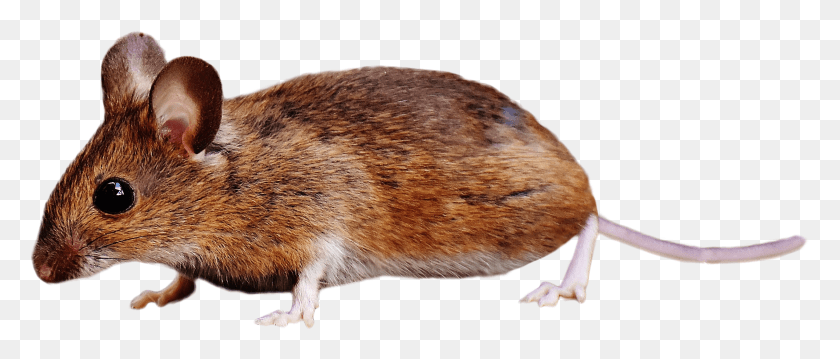 2902x1113 Brown Mouse Standing Rat, Rodent, Mammal, Animal HD PNG Download