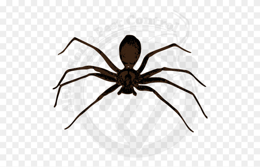 503x481 Brown Recluse Image Gallery Most Poisonous Spider In India, Animal, Invertebrate, Sea Life HD PNG Download