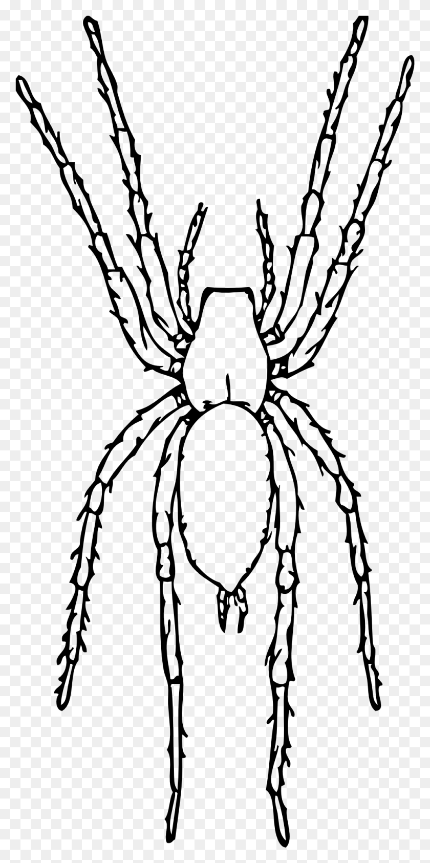 997x2079 Brown Spider Black White Line Art 999px 192 Black And White Images Of Spider, Gray, World Of Warcraft HD PNG Download