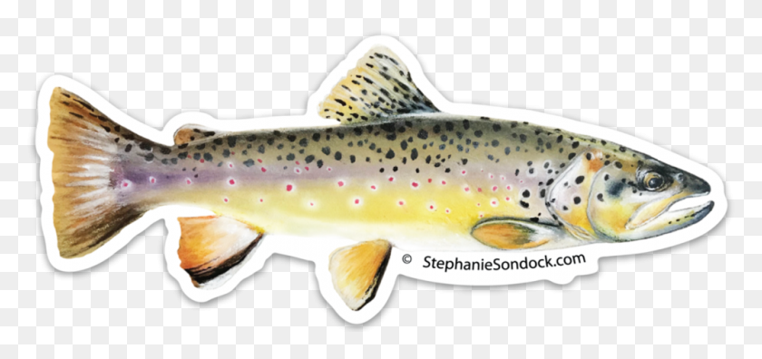 1000x432 Brown Trout, Fish, Animal HD PNG Download