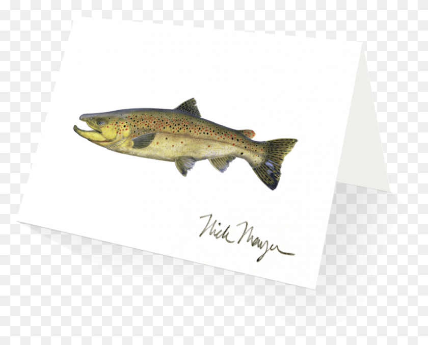 834x660 Brown Trout Trout, Fish, Animal, Cod HD PNG Download