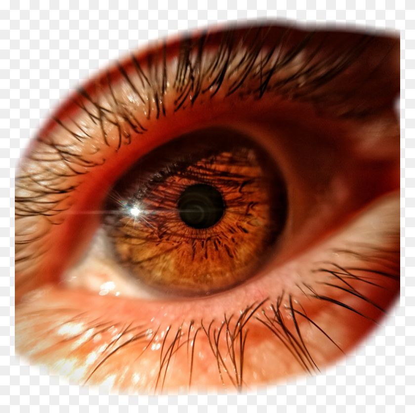 1024x1020 Browneyes Brown Eye Close Up, Contact Lens, Skin, Photography HD PNG Download