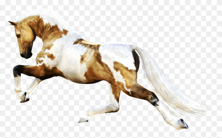 1575x938 Лошадь Для Фотошопа, Млекопитающее, Животное, Жеребец Hd Png Скачать