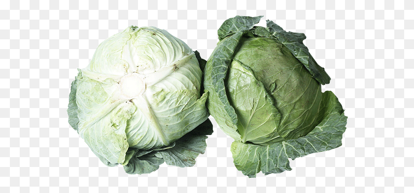 572x333 Brussels Sprout, Plant, Cabbage, Vegetable HD PNG Download