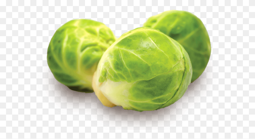 605x401 Brussels Sprouts Are A Member Of The Cruciferous Family Brussels Sprouts Meaning In Hindi, Plant, Cabbage, Vegetable HD PNG Download