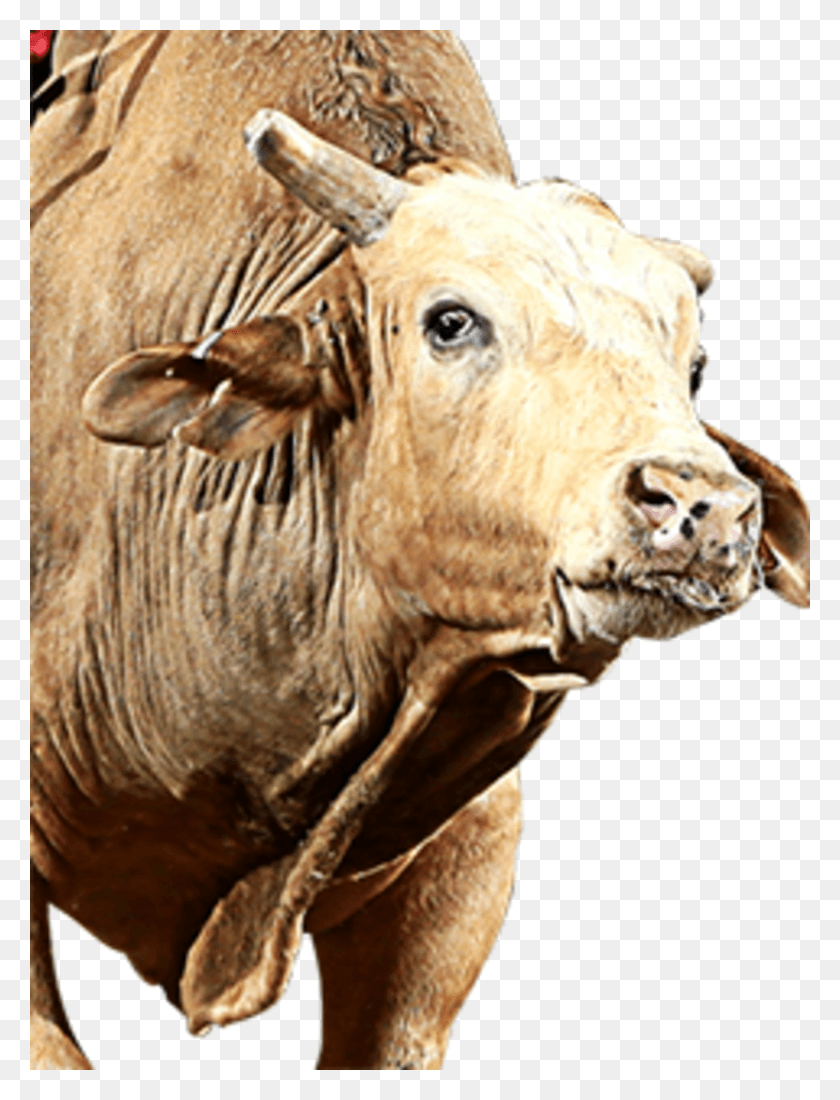 825x1100 Brutus, Bull, Mammal, Animal HD PNG Download
