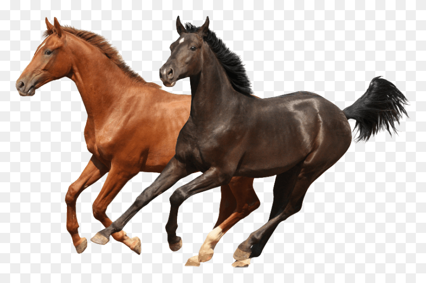 841x539 Brwon And Black Two Horses Psd Images Runing Hors Logo White Background, Horse, Mammal, Animal HD PNG Download