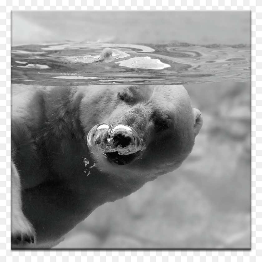 799x799 Bubbles Polar Bear, Wildlife, Animal, Mammal HD PNG Download