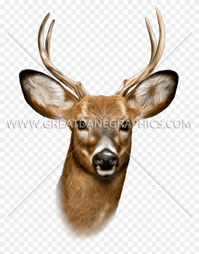826x1071 Buck Buck Deer Face, Antelope, Wildlife, Mammal HD PNG Download