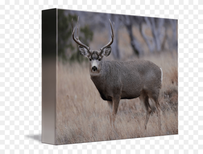 650x579 Buck By Kevin A Elk, Antelope, Wildlife, Mammal HD PNG Download