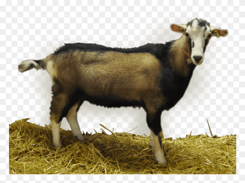 801x584 Buck Information Goat, Mammal, Animal, Cow HD PNG Download