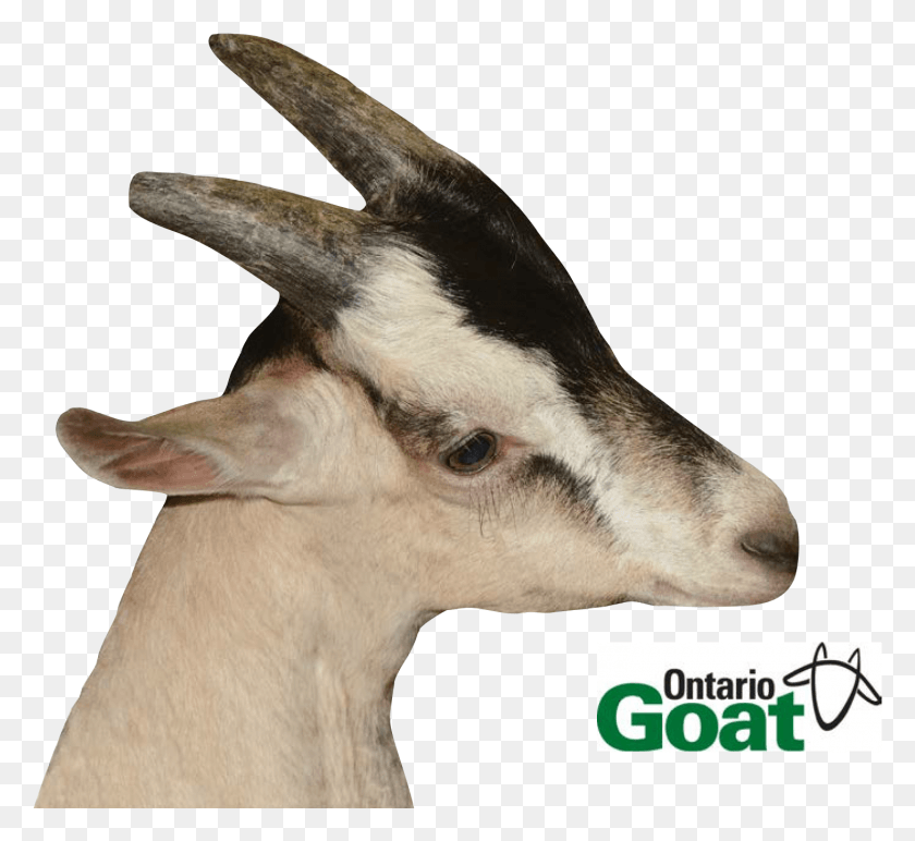1456x1330 Buck K Goat, Antelope, Wildlife, Mammal HD PNG Download