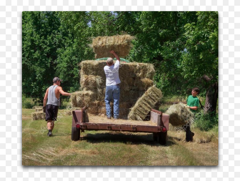 720x572 Bucking Hay Hay, Person, Human, Bench HD PNG Download