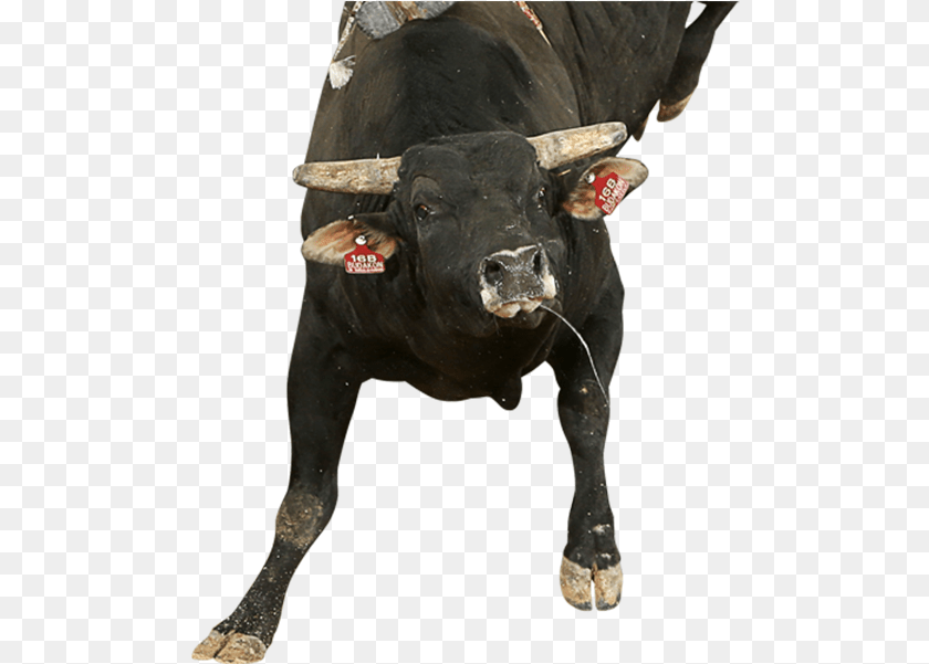 498x601 Budakon Bull, Animal, Mammal, Cattle, Cow PNG