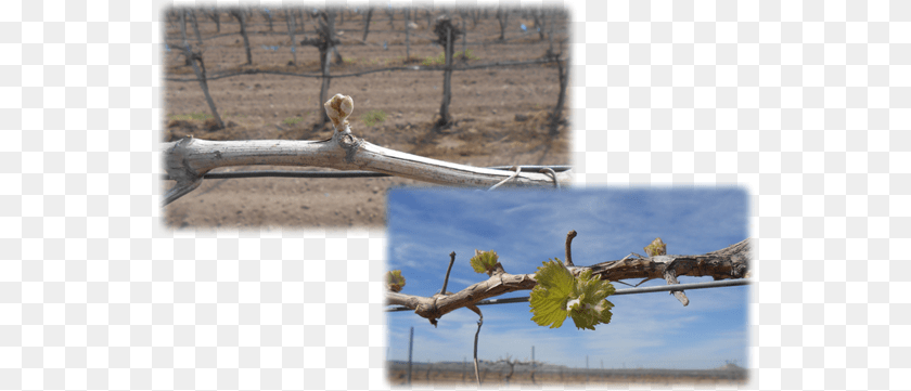 Budding Grape Vines Grapevines, Wood, Tree, Plant, Outdoors PNG